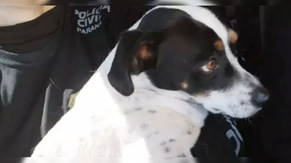 Animais têm direitos? O caso do cão Tokinho marca um avanço histórico no Brasil