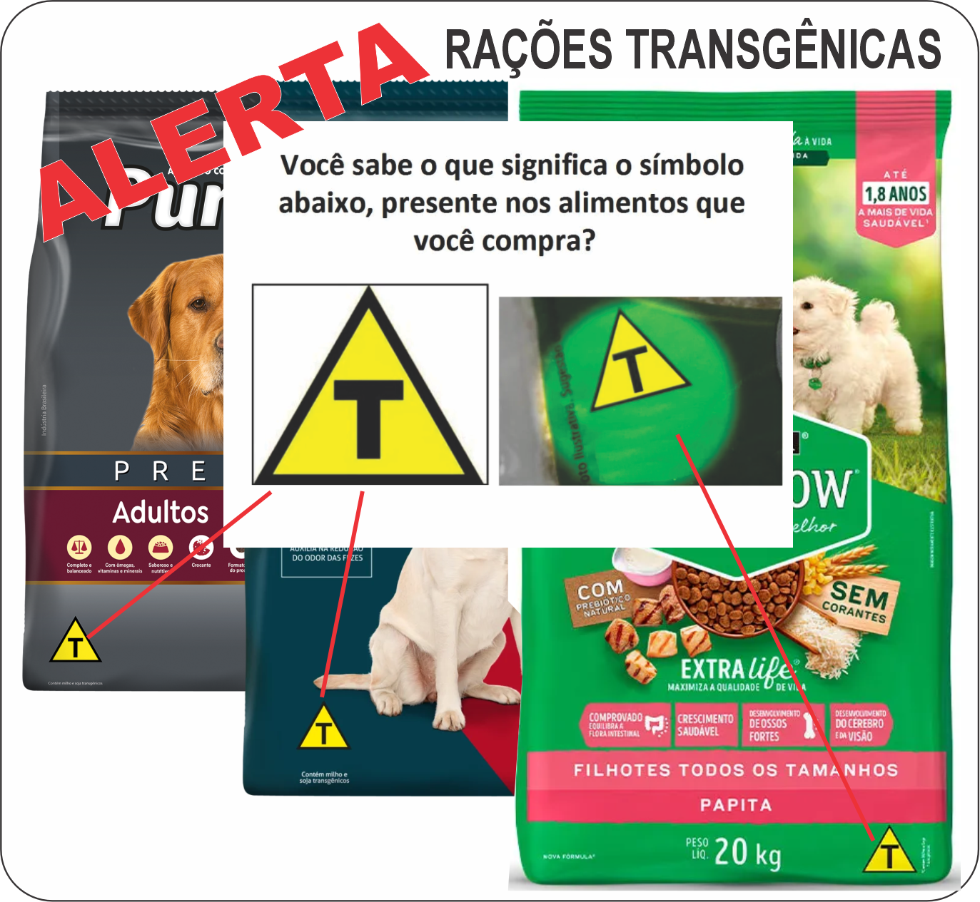 foto racoes transgenicos 2