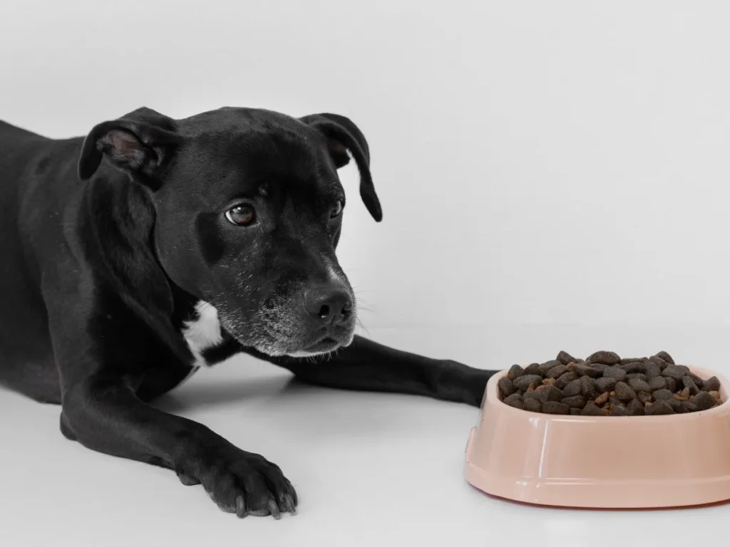 racao transgenicos 4