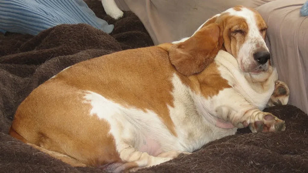 racao transgenicos 8 1