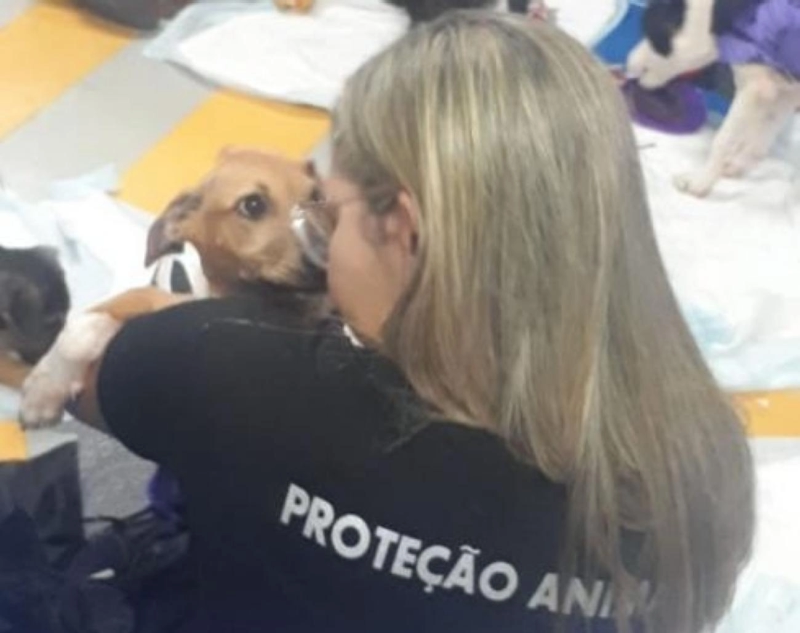 proteção 1